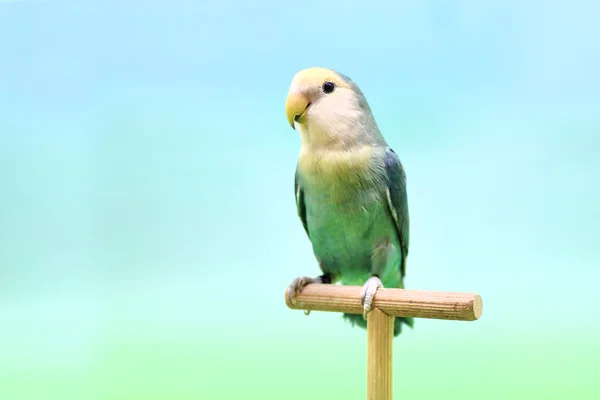 Metamorfozy czarnogłowa (Agapornis roseicollis) niebieski. — Zdjęcie stockowe