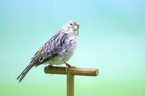 Canary (Serinus canaria). — Stock Photo, Image