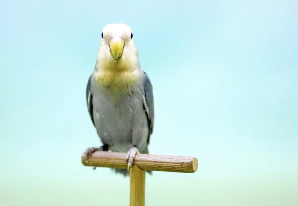 Metamorfozy czarnogłowa (Agapornis roseicollis) niebieski. — Zdjęcie stockowe