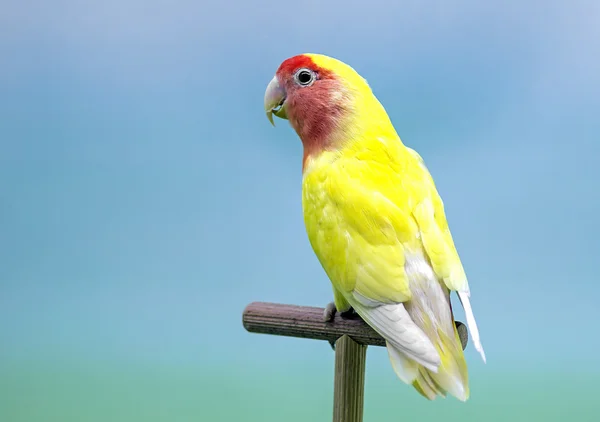 Żółte i czerwone metamorfozy czarnogłowa (Agapornis roseicollis). — Zdjęcie stockowe