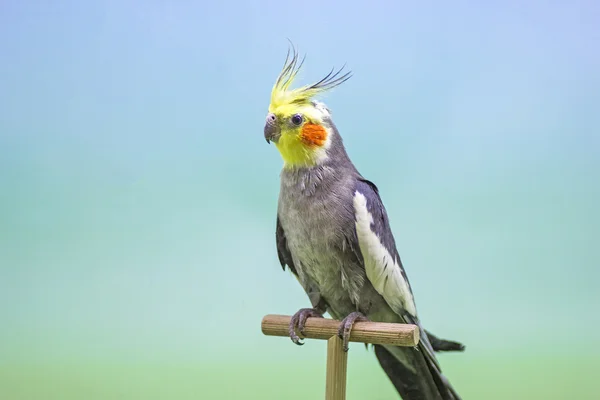 Cacatúa (Nymphicus hollandicus) ). — Foto de Stock