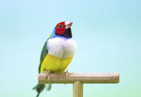 Gouldian finch (Erythrura gouldiae).