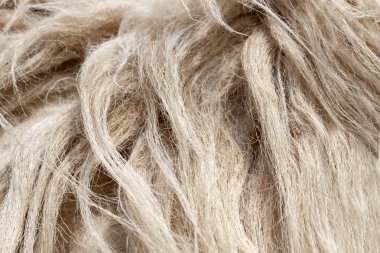 koyun yünü.