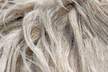 koyun yünü.