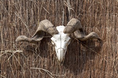 Koyun eti kafatası bir duvar. 