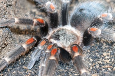 Kırmızı diz tarantula (Brachypelma auratum).