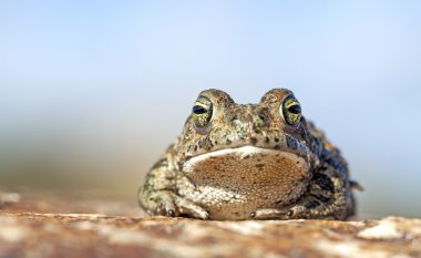 Natterjack toad (Epidalea calamita). clipart