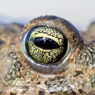 Natterjack toad eye (Epidalea calamita). clipart