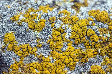 Sarı liken bir taş üzerinde büyüyen.