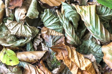 Sevilla, İspanya - 15 Ağustos: Alcazar Queens banyo 15 Ağustos'ta,