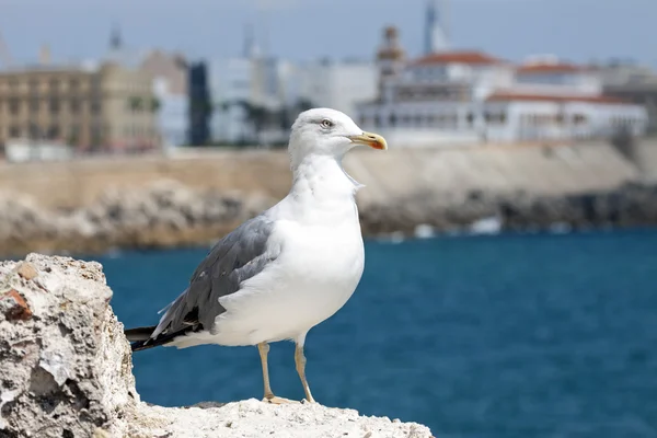 กัลล์ขาเหลือง (Larus Michahellis) ในท่าเรือคาดิซ . — ภาพถ่ายสต็อก