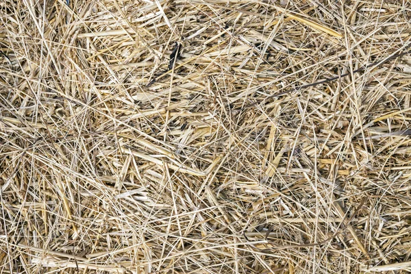 Dry straw for background. — Stock Photo, Image