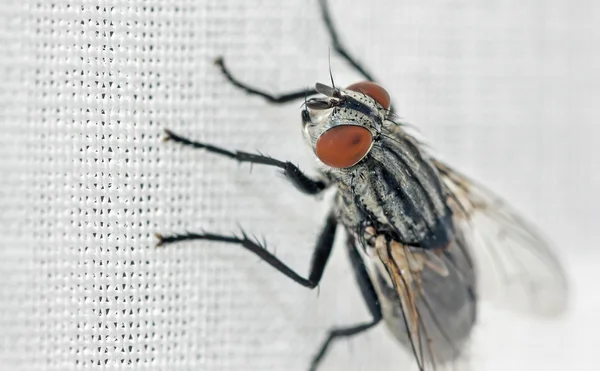 Mosca de la carne, Sarcophaga sp . — Foto de Stock