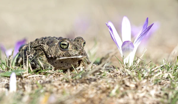 Natterjack toad (Epidalea calamita) in a Merendera montana field — Stock Photo, Image
