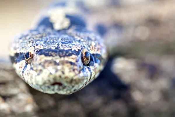 Cobra lisa do sul (Coronella girondica ). — Fotografia de Stock