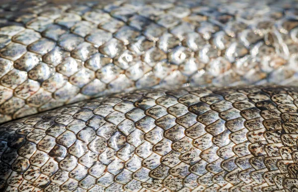 Kígyó bőr textúra (Coronella girondica). — Stock Fotó