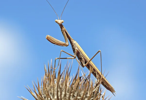 Europese mantis (bidsprinkhaan religiosa) over een distel. — Stockfoto