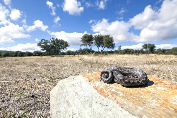 Serpent doux sur la nature (Coronella girondica ). — Photo