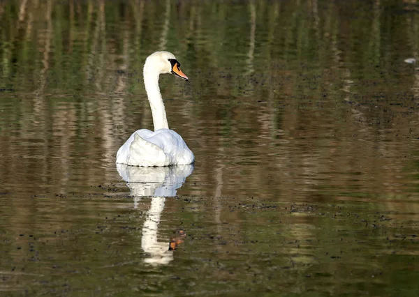 Vad bütykös hattyú (Cygnus olor). — Stock Fotó