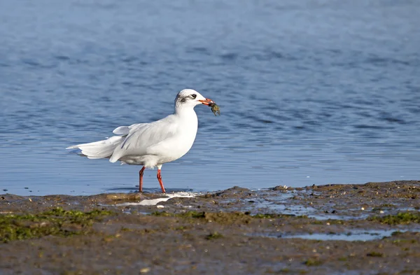 Black headed gull (Chroicocephalus ridibundus) catching a crab. — Stock Photo, Image