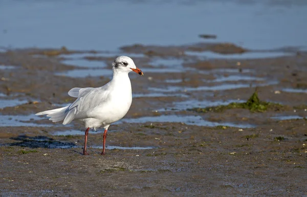 Alárió sirály (chroicocephalus ridibundus). — Stock Fotó