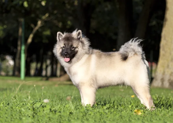 Genç keeshond köpek.