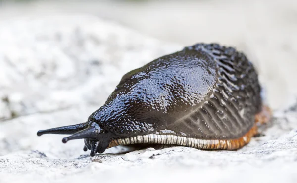 Lumaca nera e arancione. Arion sp . — Foto Stock