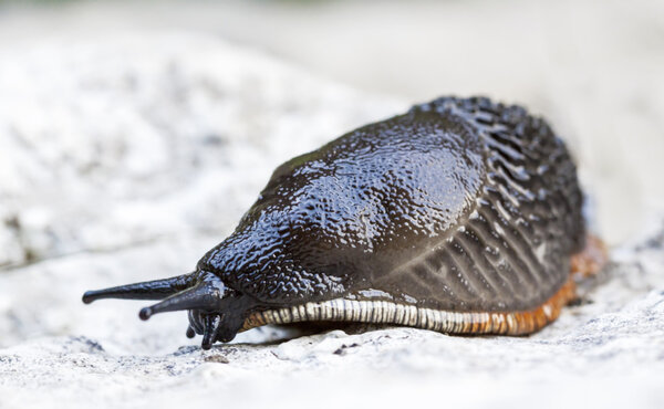 Black and orange slug. Arion sp.