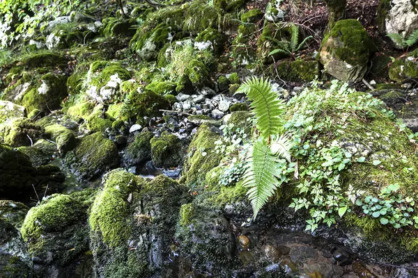 Helecho sobre un río en bosque profundo . — Foto de Stock