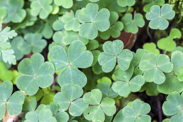 Koniczyna (Trifolium) tło. — Zdjęcie stockowe