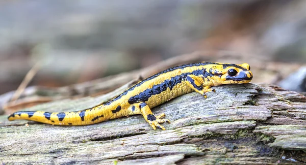 Feuersalamander (Salamandra salamandra)). — Stockfoto