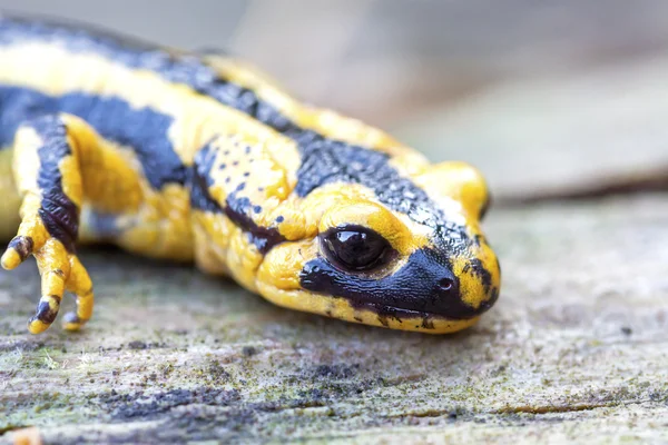 Fire salamander head (Salamandra salamandra). — Stock Photo, Image