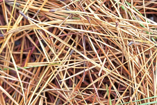 Pine needles in autumn. — Stock Photo, Image