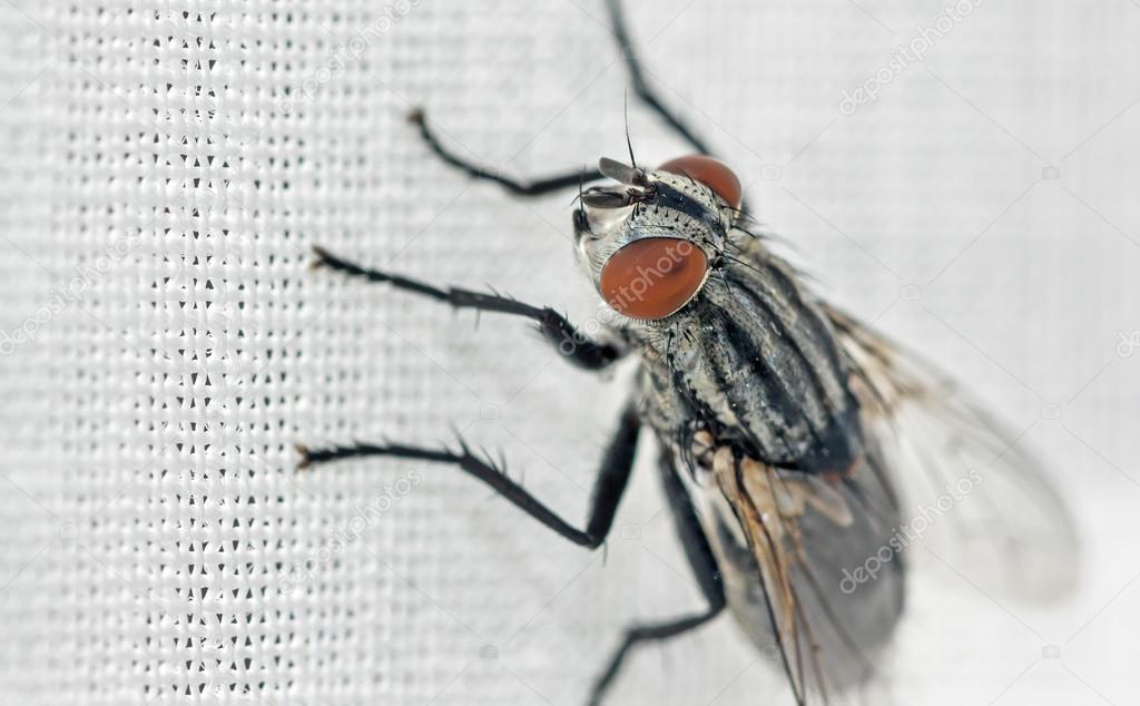 Flesh Fly, Sarcophaga sp. 