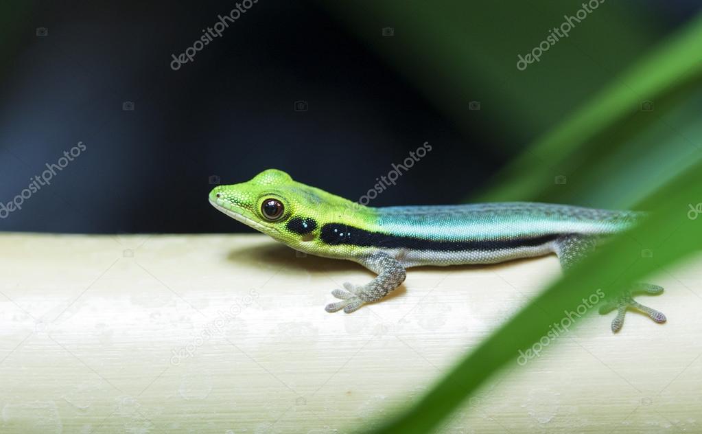 Yellow headed day gecko (Phelsuma klemmeri) on — Stock