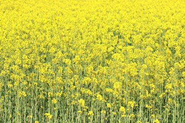 Kolza (Brassica napus alan).