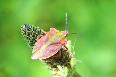 Carpocoris purpureipennis