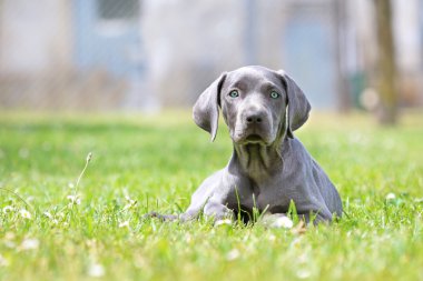 Genç kadın weimaraner dışında dinlenme.