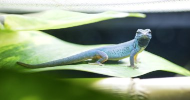 Mavi elektrik gün gecko (Lygodactylus williamsi).