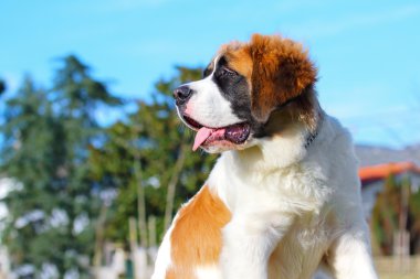 Saint bernard köpeği.