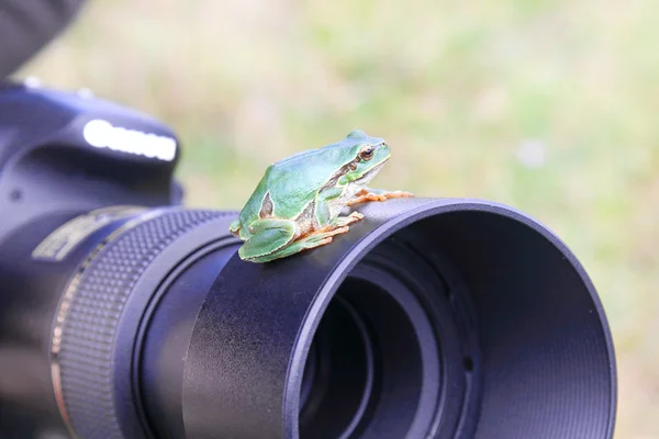 European tree frog (Hyla arborea) on camera. — Stock Photo, Image