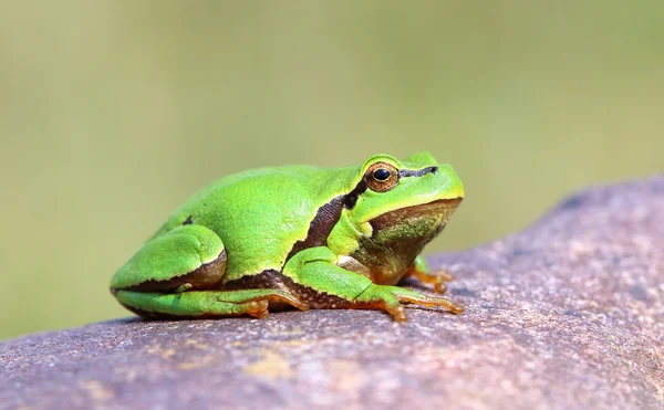 Europäischer Laubfrosch (Hyla arborea)). — Stockfoto