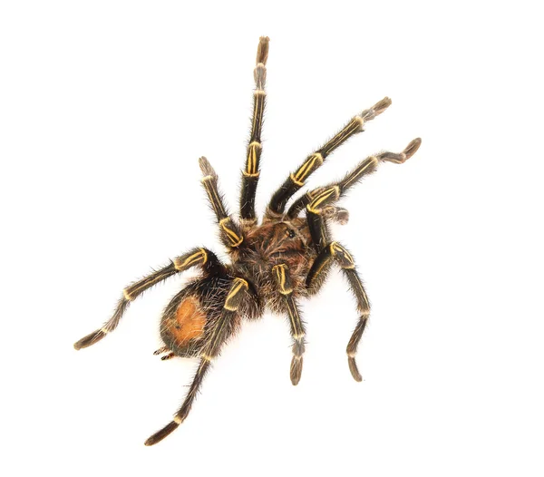 Adult male chaco golden knee (Grammostola pulchripes) isolated o — Stock Photo, Image