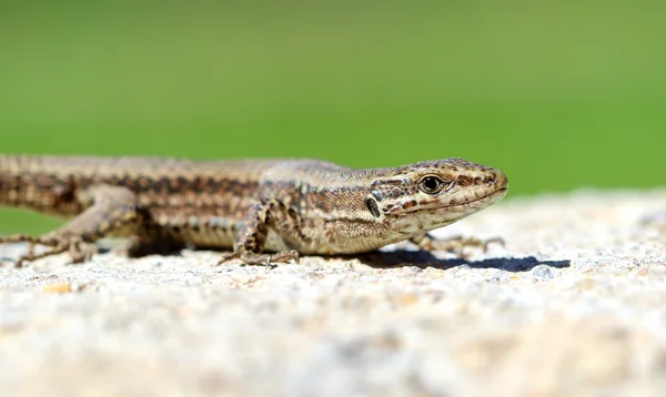 Common Wall Lizard (Podarcis muralis) — Stock Photo, Image