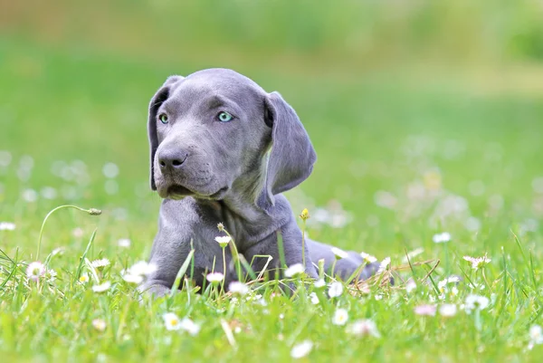 Unga kvinnliga weimaraner vilar utanför — Stockfoto