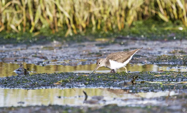 Common sandpiper (Actitis hypoleucos). — Stock Photo, Image