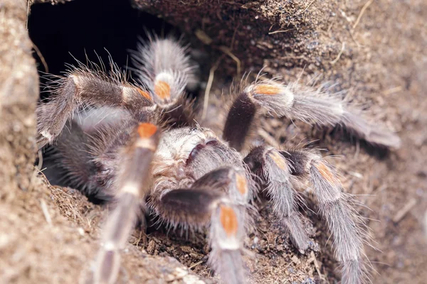 Czerwone kolana tarantula. — Zdjęcie stockowe