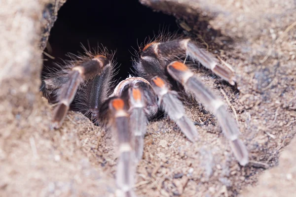 Tarántula roja de rodilla . —  Fotos de Stock