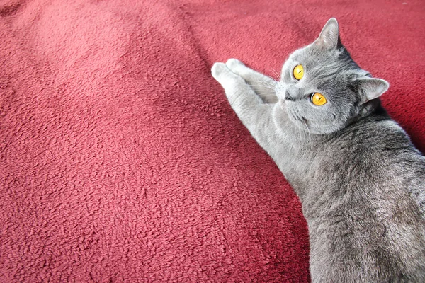 Británico shortair gris gato en un púrpura alfombra para fondo . — Foto de Stock