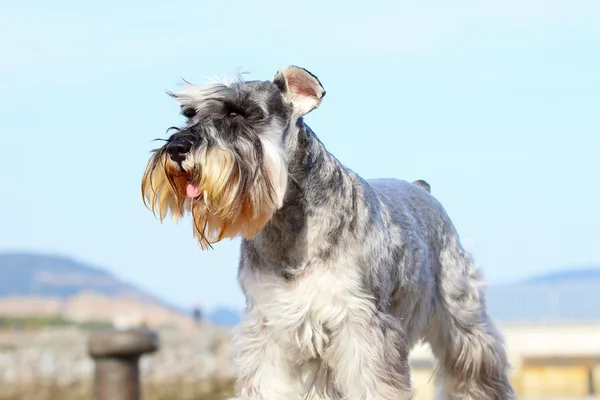 Salt and pepper Schnauzer terrier. — Stockfoto